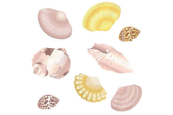Decorative Seashell Set: Vintage Illustrations for Modern Design
